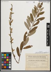 Foto von Salix triandra subsp. amygdalina (L.) Schübl. & G. Martens